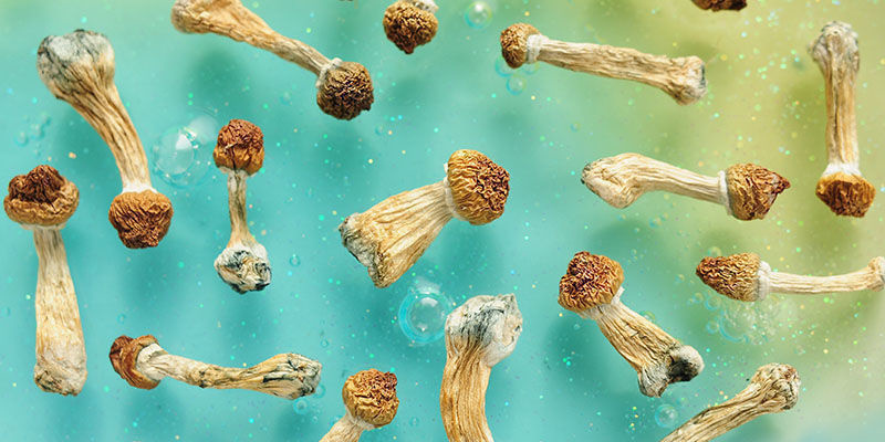 Biohacking with psychedelic mushrooms