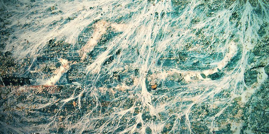 Kde z&iacute;skat houbov&yacute; substr&aacute;t?