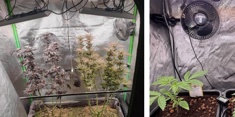 Ventilace a prouděn&iacute; vzduchu v pěstebn&iacute;ch stanech na konop&iacute;