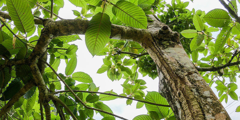 Seznamte se s různ&yacute;mi druhy kratomu