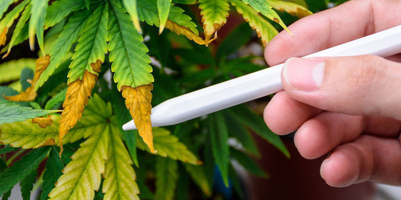 AI in cannabis pest control