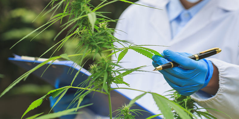 Budouc&iacute; dopady AI na konopn&yacute; průmysl