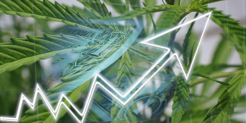 Co může uměl&aacute; inteligence nab&iacute;dnout konopn&eacute;mu průmyslu?