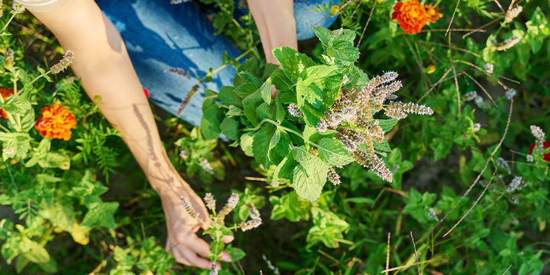 Jak kočič&iacute; m&aacute;ta působ&iacute; na lidi?