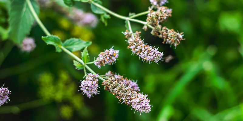 Pochopen&iacute; &scaron;anty kočič&iacute;