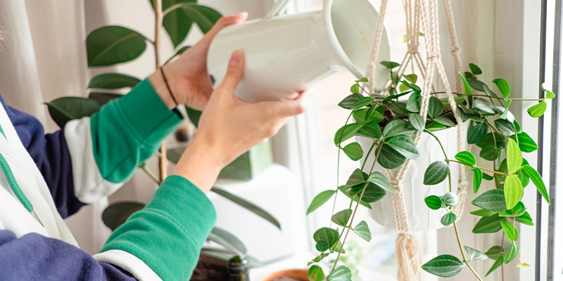 Adjust watering frequency