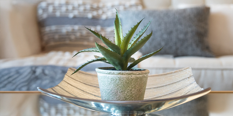 Aloe vera (Aloe spp.)