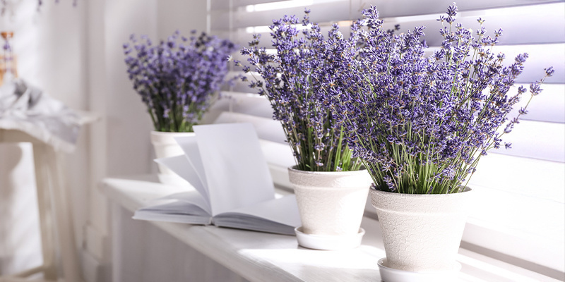 Levandule (Lavandula angustifolia)