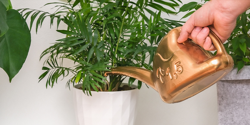 Neanthe bella palm (Chamaedorea elegans)