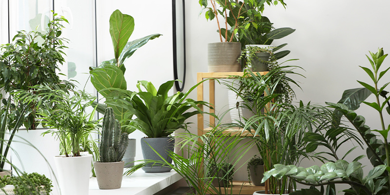 Proč jsou pokojov&eacute; rostliny v chladn&yacute;ch měs&iacute;c&iacute;ch nepostradateln&eacute;