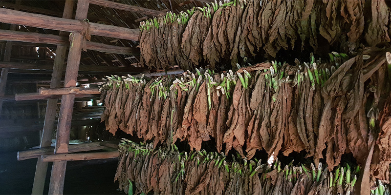 Tak co je vlastně Dlouhom&yacute;tsk&yacute; list?