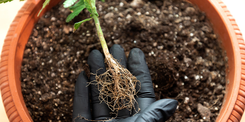 Base nutrients vs additives