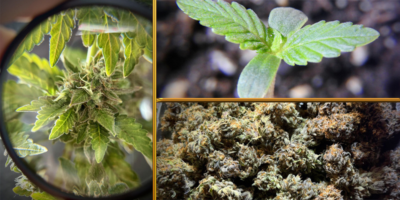 Třet&iacute; m&iacute;sto DogDoctorOfficial