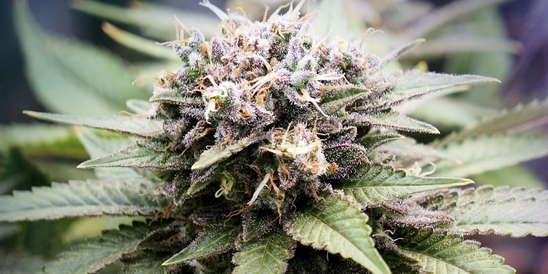 Skutečně glob&aacute;ln&iacute; komunita