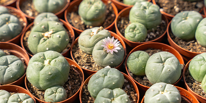 Jak vypad&aacute; peyotl?