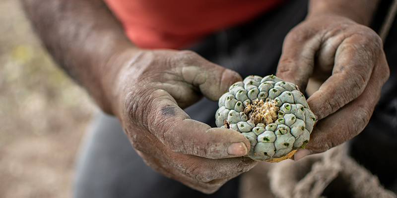 Peyotismus: Tradice &uacute;cty a obnovy