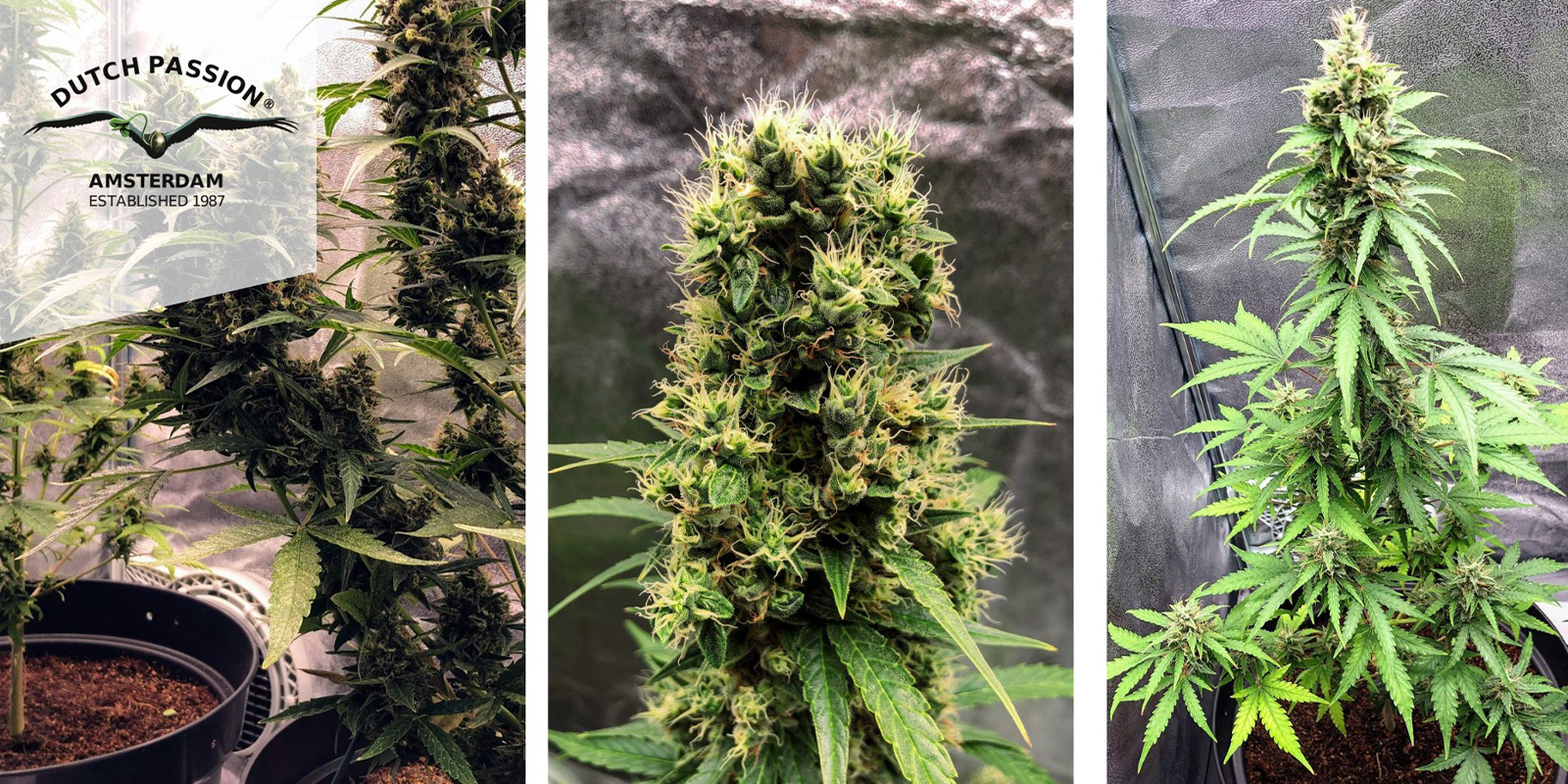 Auto White Widow (Dutch Passion) feminized