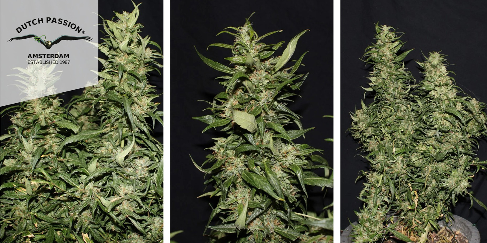 Hollands Hope (Dutch Passion) feminizovan&aacute;