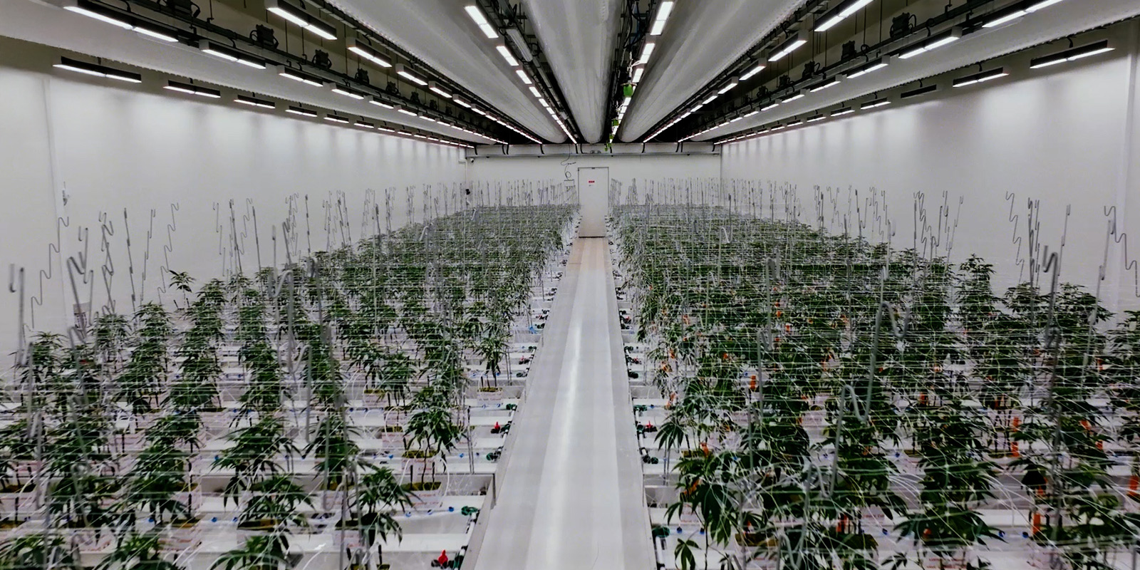 A masterclass in regulated cultivation A masterclass in regulated cultivation