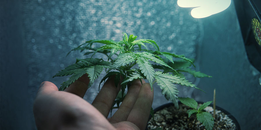 JAK PĚSTOVAT CHEMDAWG