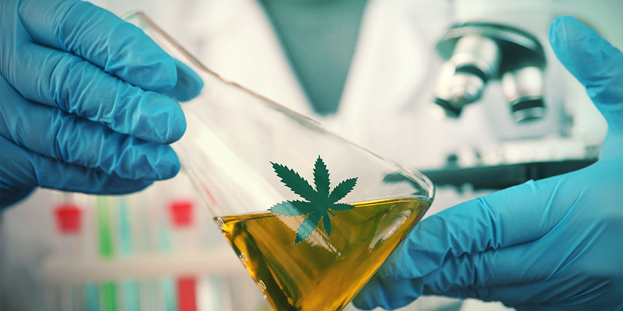 Samonakv&eacute;tac&iacute; odrůdy konop&iacute; se neust&aacute;le zlep&scaron;uj&iacute;