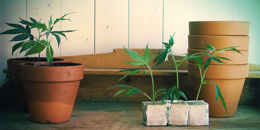 Samonakv&eacute;tac&iacute; odrůdy jsou vhodn&eacute; pro pěstov&aacute;n&iacute; outdoor i indoor