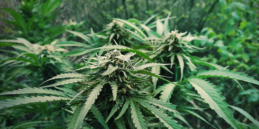 Pěstov&aacute;n&iacute; samonakv&eacute;tac&iacute;ch odrůd nemus&iacute; b&yacute;t drah&eacute;