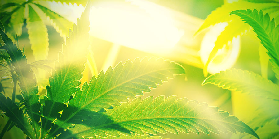 Autoflowering strains Aren&rsquo;t Susceptible to Ambient Light