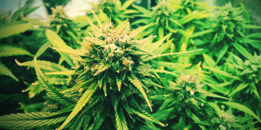 Samonakv&eacute;tac&iacute; semena konop&iacute; pro v&aacute;&scaron; start