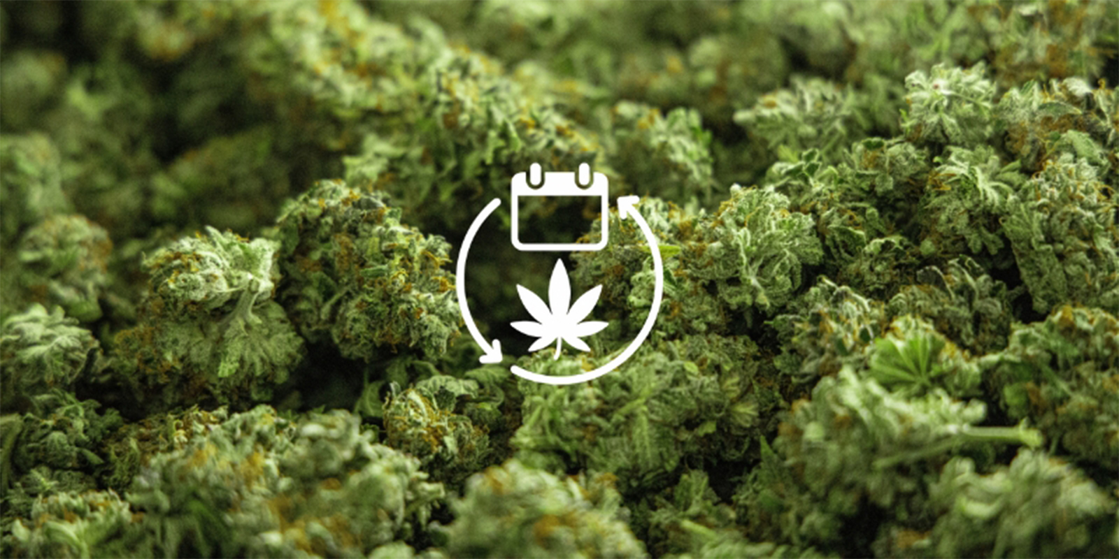 Důvod č. 4: Celoročn&iacute; z&aacute;soba