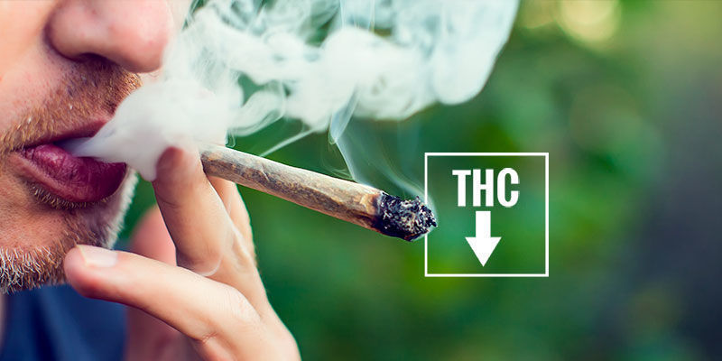 Jak zabr&aacute;nit začerven&aacute;n&iacute; oč&iacute; po konop&iacute;