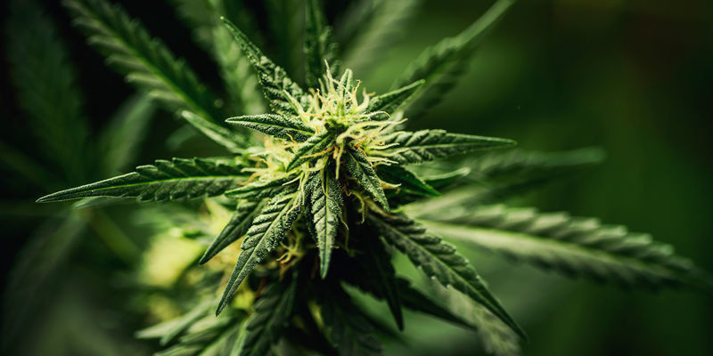 Nejlep&scaron;&iacute; odrůdy konop&iacute; na z&aacute;chvaty sm&iacute;chu