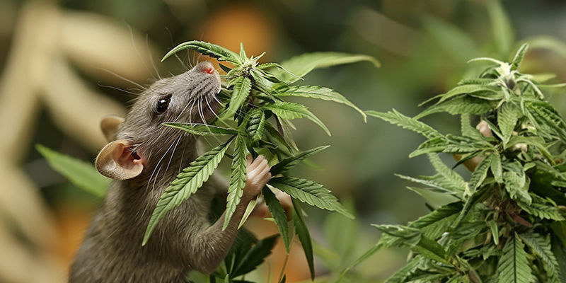 Zes&iacute;len&iacute; chuti a čichu pomoc&iacute; čichov&eacute; bulby