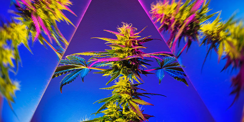 Do Edibles Bring Out Cannabis&rsquo; True Psychedelic Nature?