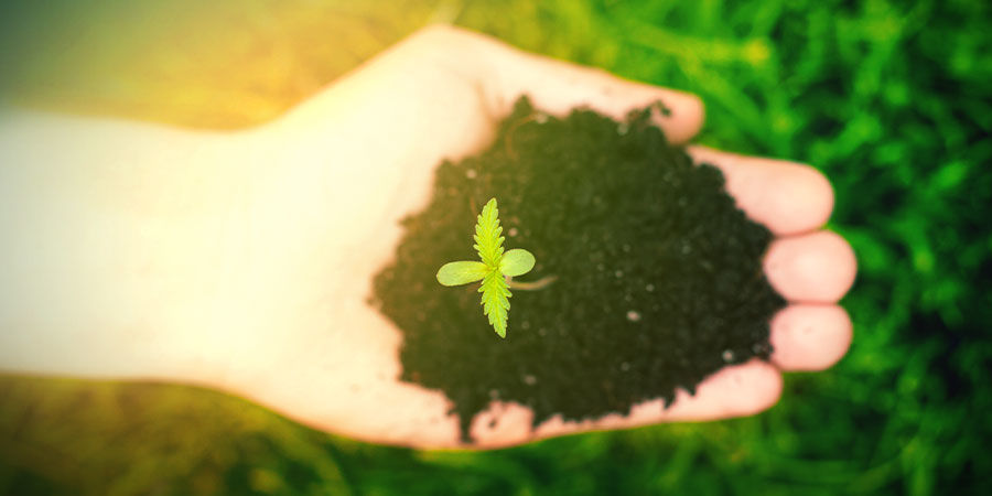 JAK PĚSTOVAT MOBY DICK