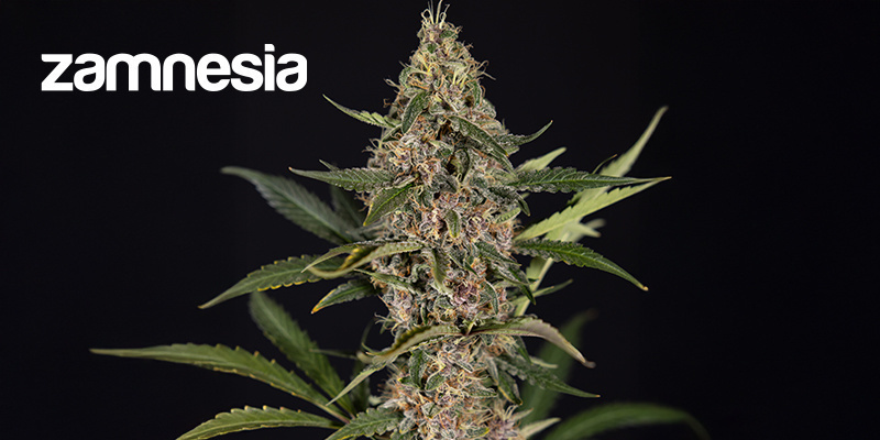 Zamnesia Seeds
