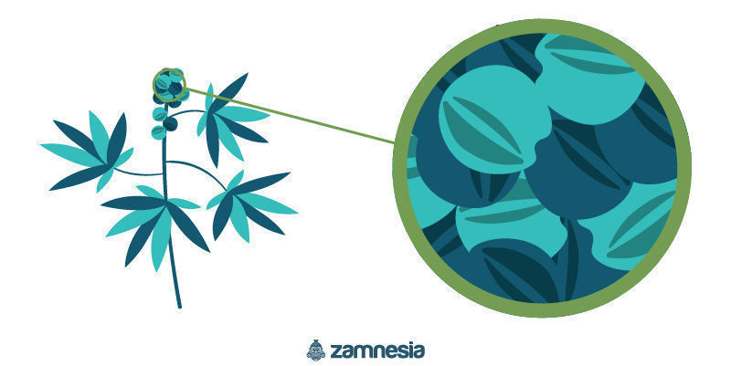 Samč&iacute; rostlina konop&iacute;