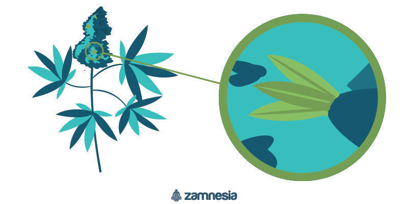 Sm&iacute;&scaron;eně pohlavn&iacute; hermafroditn&iacute; rostlina konop&iacute;