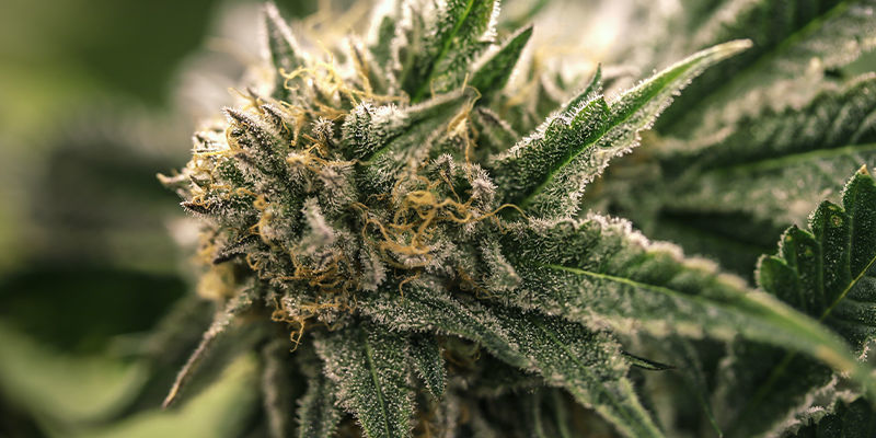 Ž&aacute;dn&eacute; zn&aacute;mky samč&iacute;ch nebo hermafroditn&iacute;ch rostlin konop&iacute;? Je čas na květ!