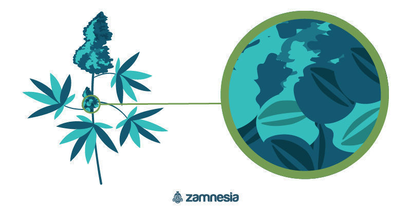 Prav&yacute; hermafroditn&iacute; konop&iacute;