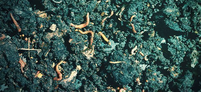 Co jsou organick&aacute; hnojiva?