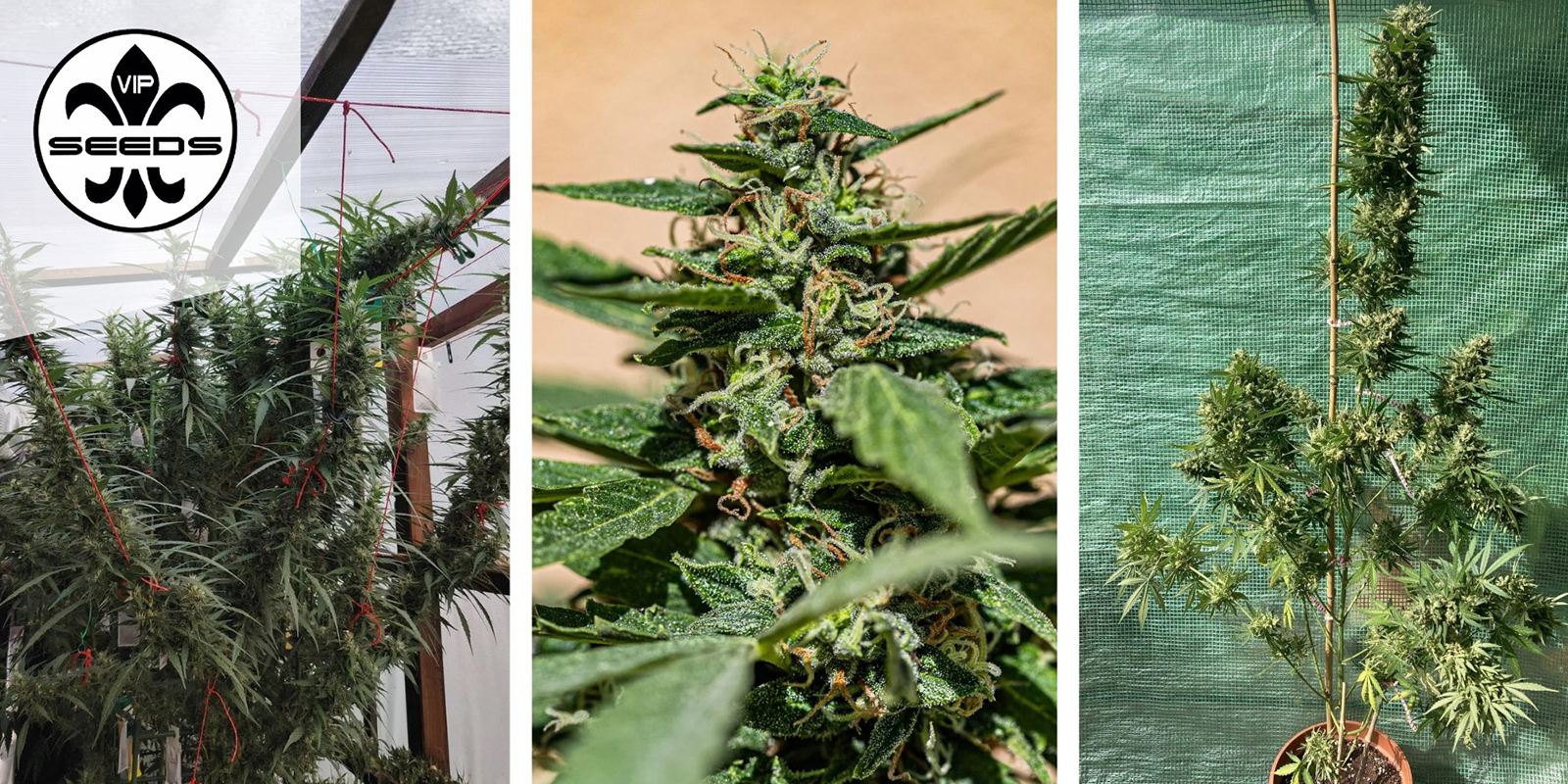 Membrana Hiper Auto: VIP Seeds