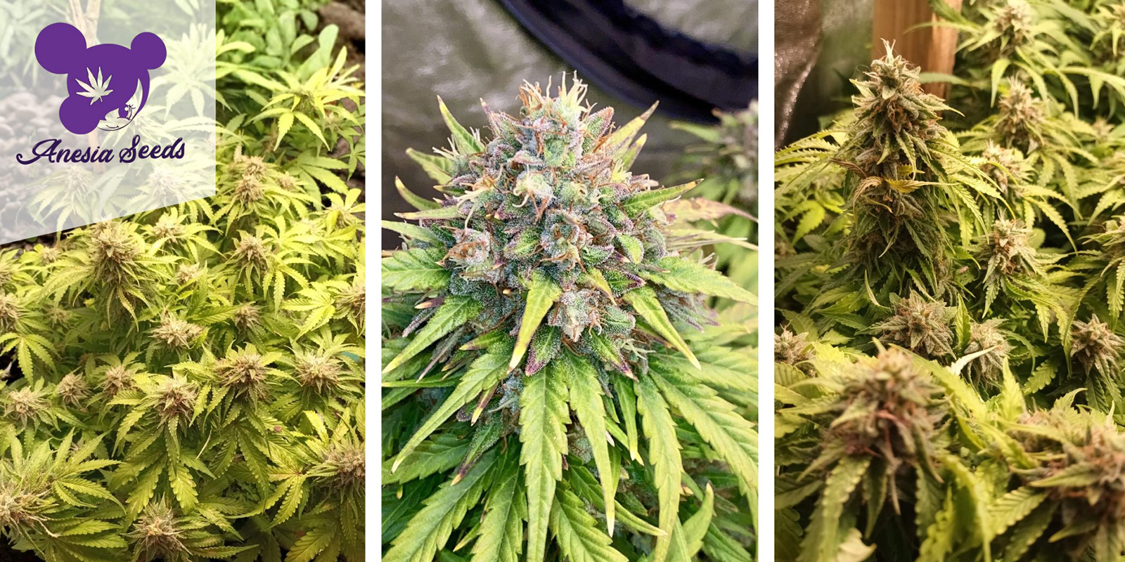 Rainbow Donut Auto: Anesia Seeds