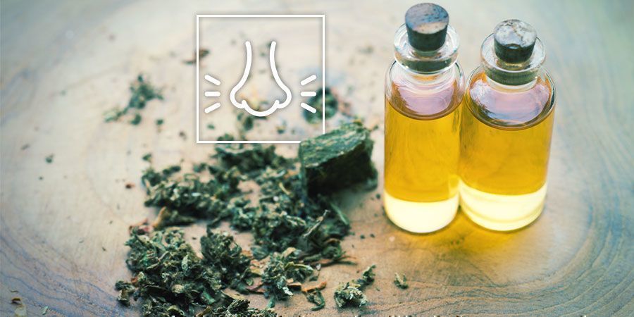 Ulevte si od napět&iacute; s&nbsp;konop&iacute;m: zaměřte se na terpeny