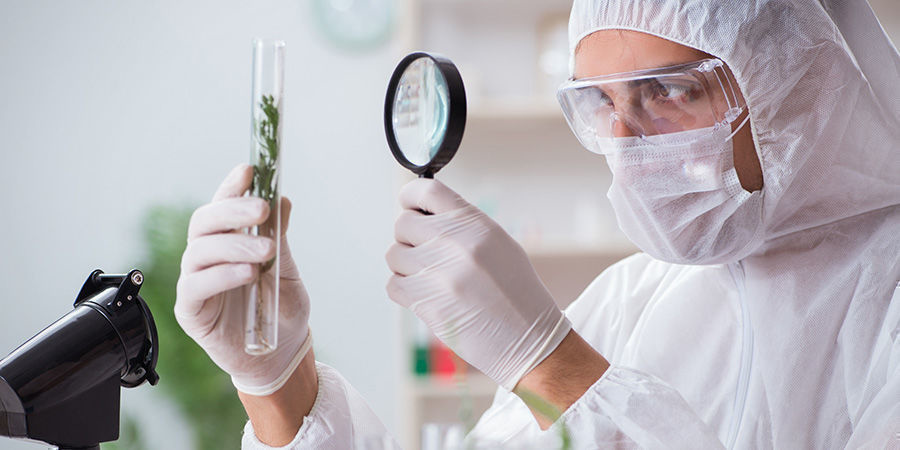 Pr&aacute;ce v americk&eacute;m konopn&eacute;m průmyslu