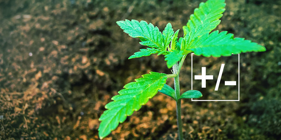 V&yacute;hody a nev&yacute;hody použ&iacute;v&aacute;n&iacute; kokosov&eacute;ho substr&aacute;tu