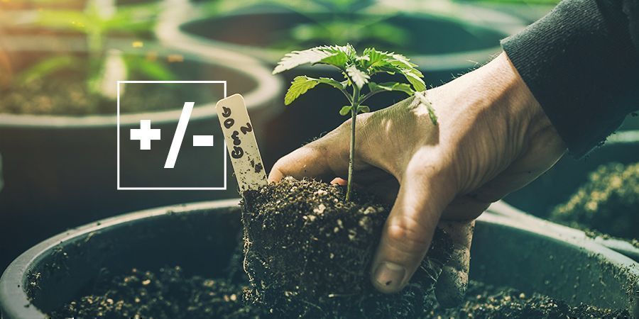 V&yacute;hody a nev&yacute;hody pěstov&aacute;n&iacute; v zemině