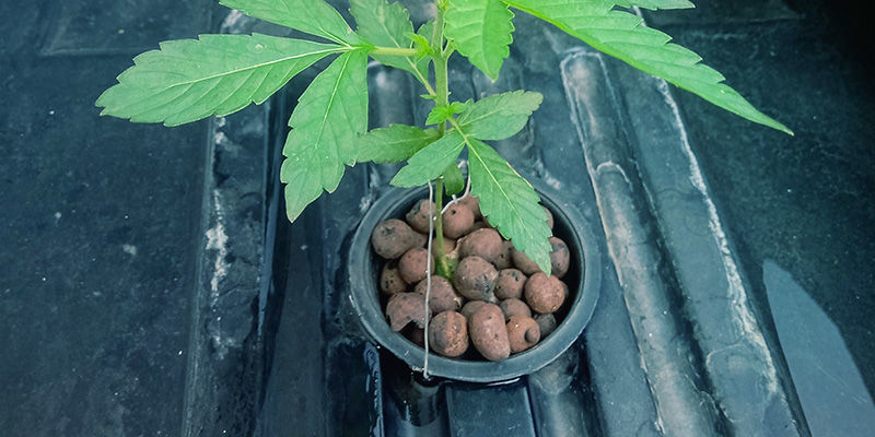 Um&iacute;stěte květin&aacute;če s rostlinami