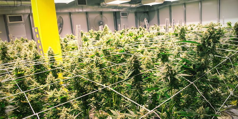 Tipy pro pěstov&aacute;n&iacute; konop&iacute; v aeroponii