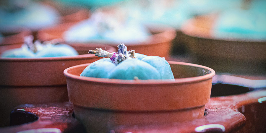 Jak pečovat o meskalinov&eacute; kaktusy